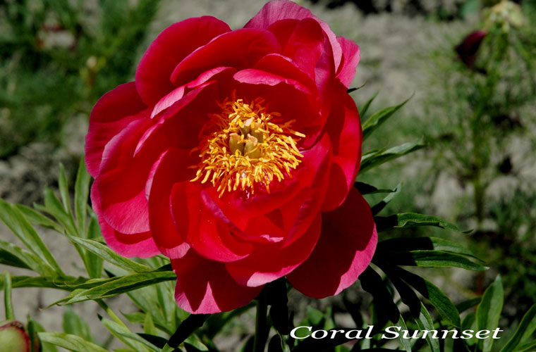 Мой мир пион - Потапов Юрий Петрович!